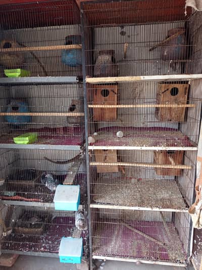 1 Cage 4 Portion 6 Love Bird Box 8 Big Size Kujy