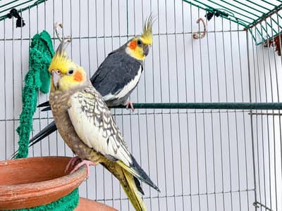 parrot