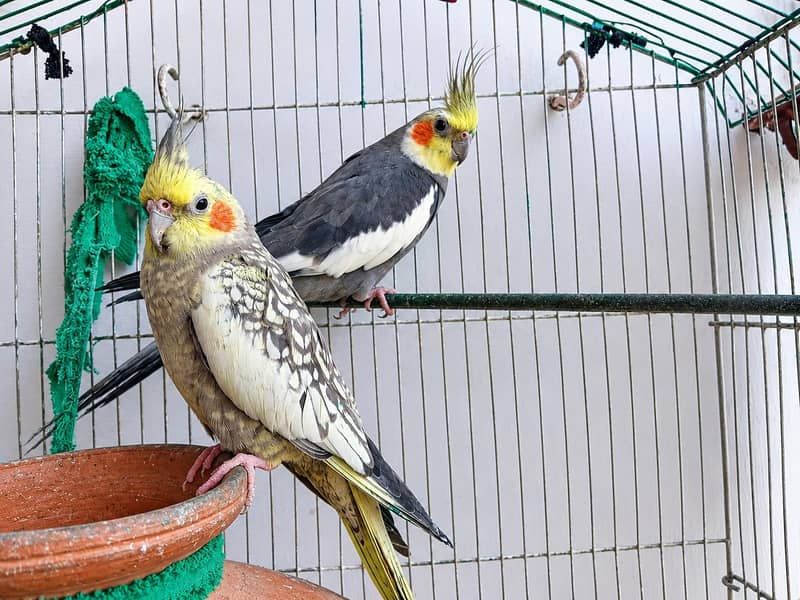 parrot 1