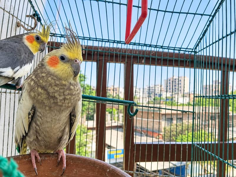parrot 2