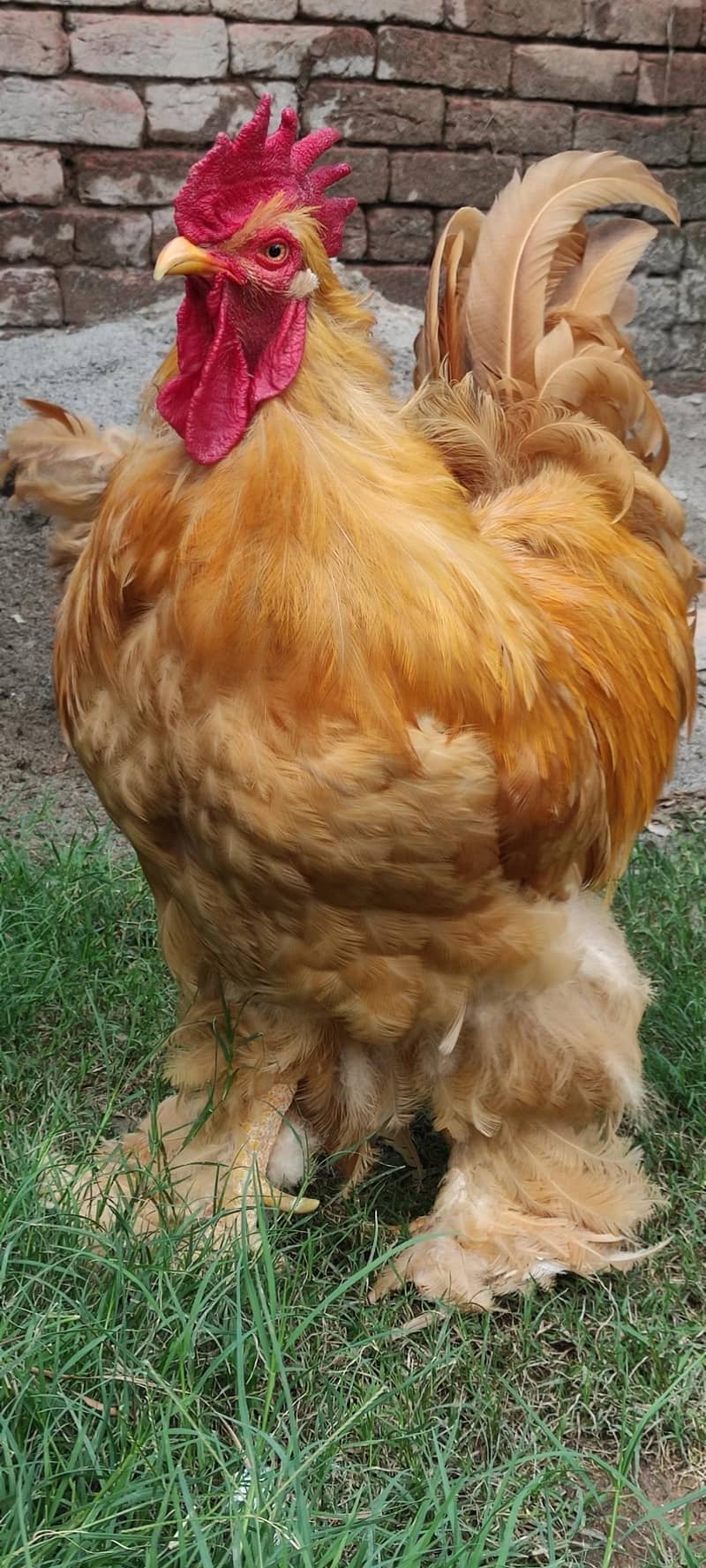 eggs/chicks/breeders 4