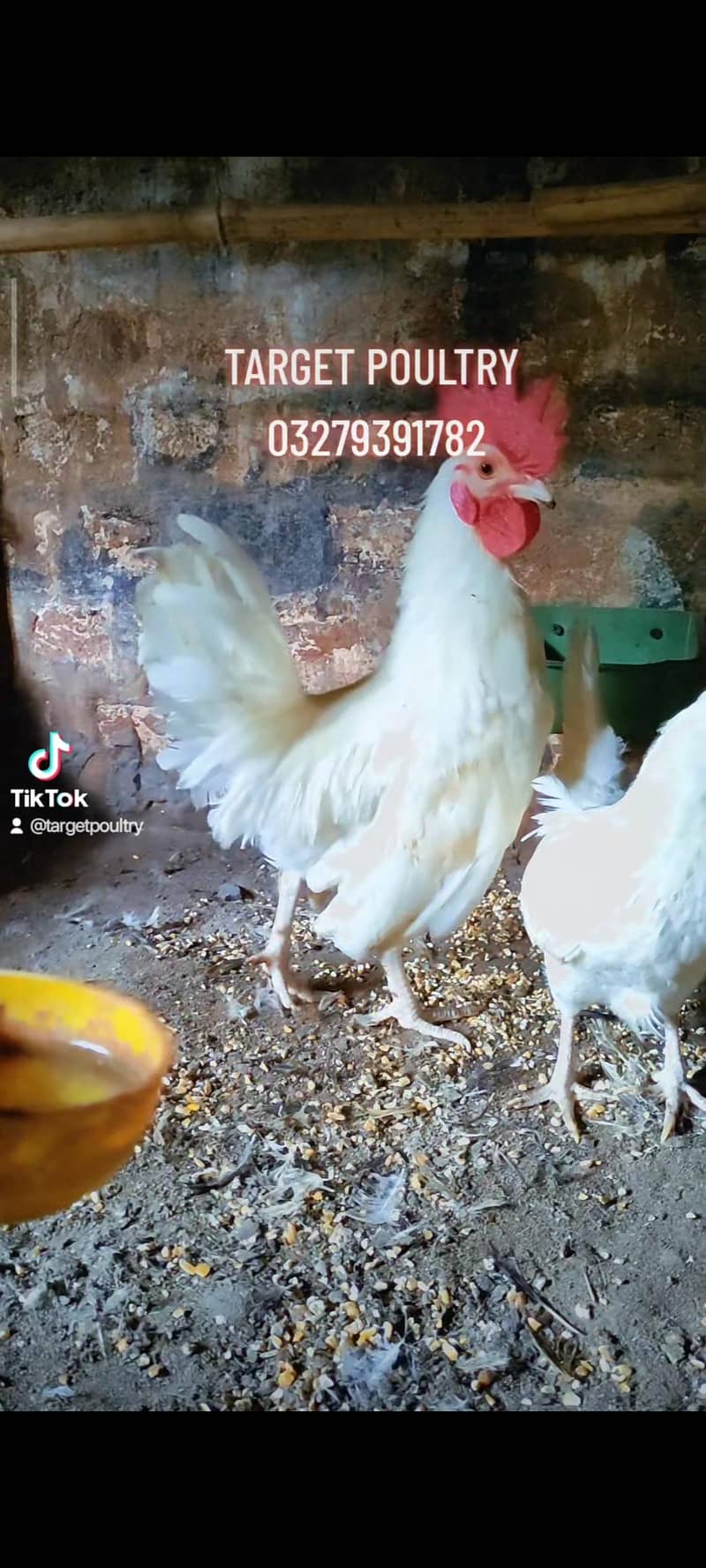 eggs/chicks/breeders 5
