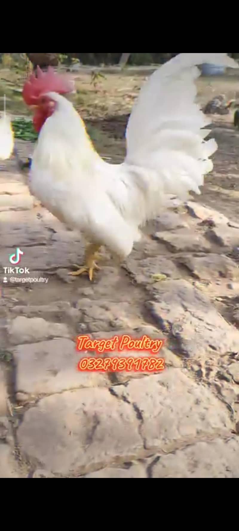 eggs/chicks/breeders 6