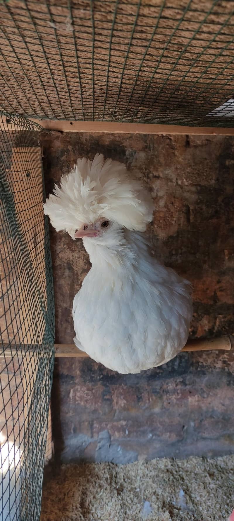 eggs/chicks/breeders 7