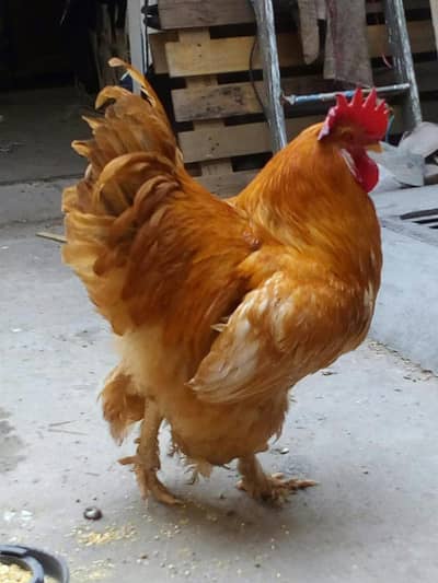 Golden Heavy Buff Eggs Only