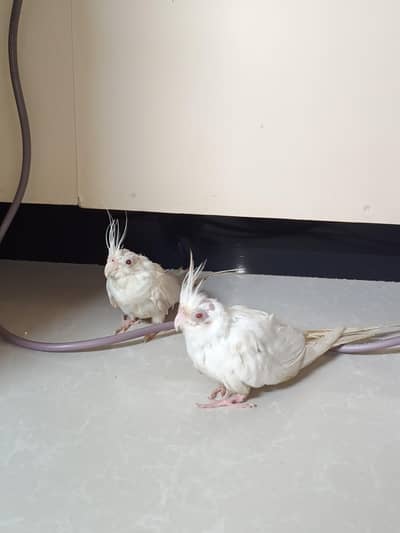 Eno cockatiel