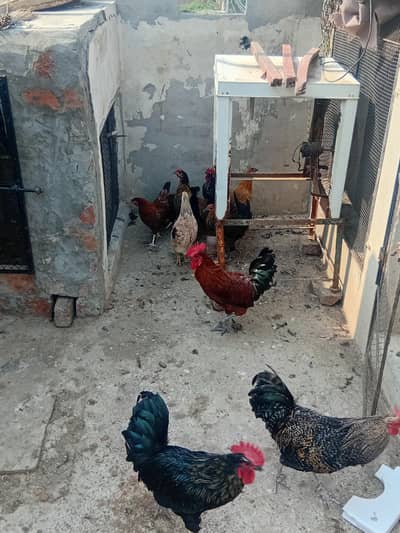 home breed australorp mix for eggs