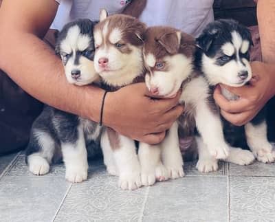Siberian Husky Puppies for Sale – PKC Registered & Microchipped