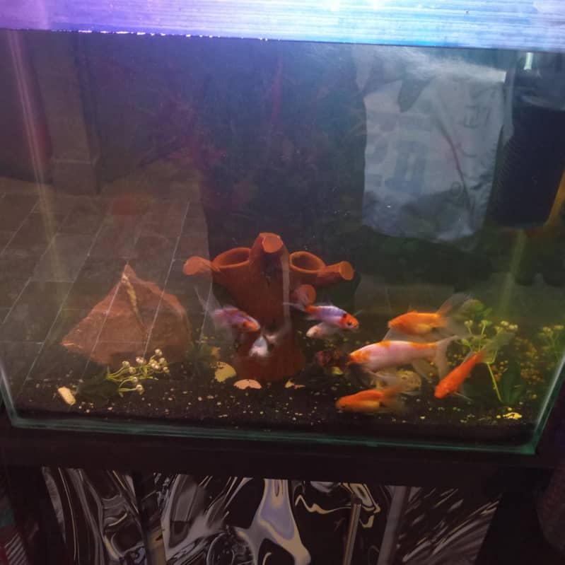 new fish 0