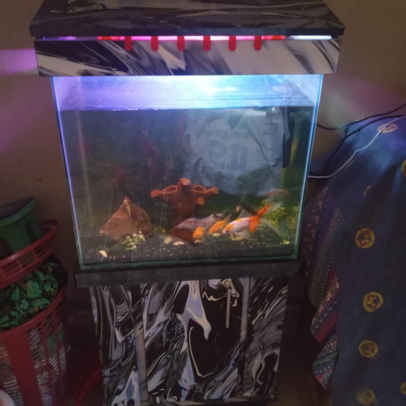 new fish 1