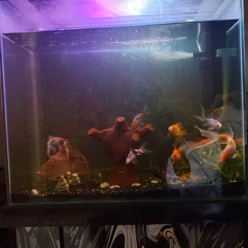 new fish 2