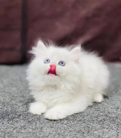 person cat for sale