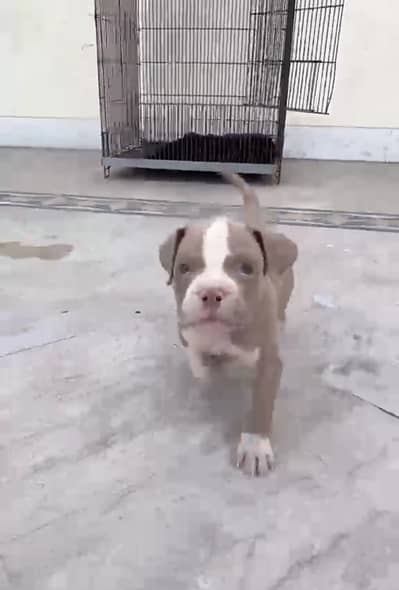 Amecian bully