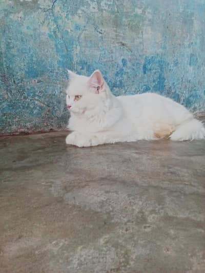 Persian female cat[0 3 1 4 2 0 9 3 9 2 7 ]