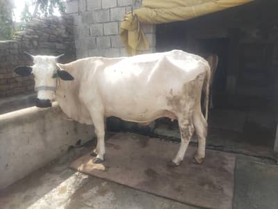cholistani fression cross 8 month gabhan