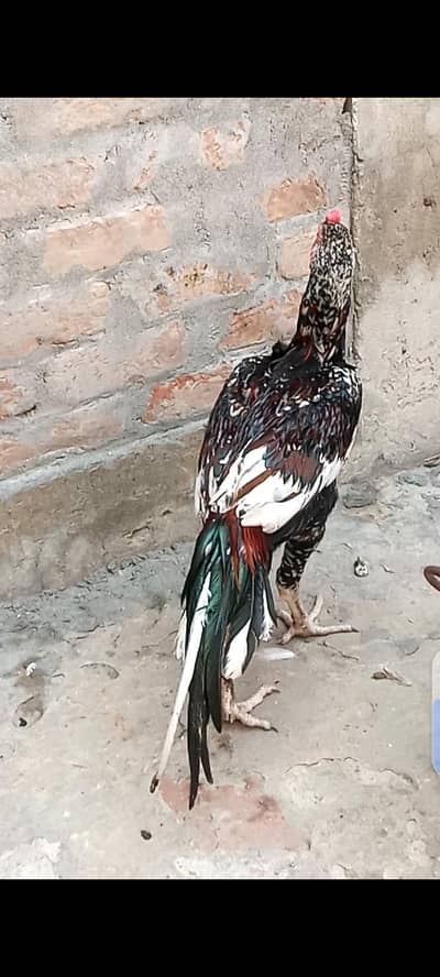 Aseel patha for sale
