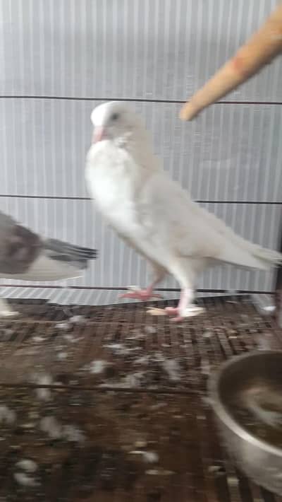 breeder pair argent sale 03261456378