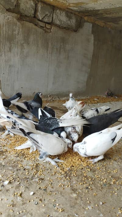 Pigeons