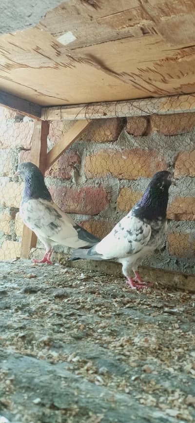 8 Breeder pair for sale contact 03215288062