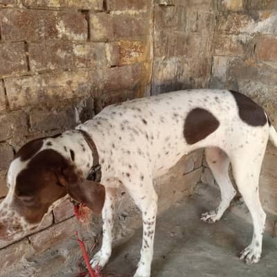 Pointer