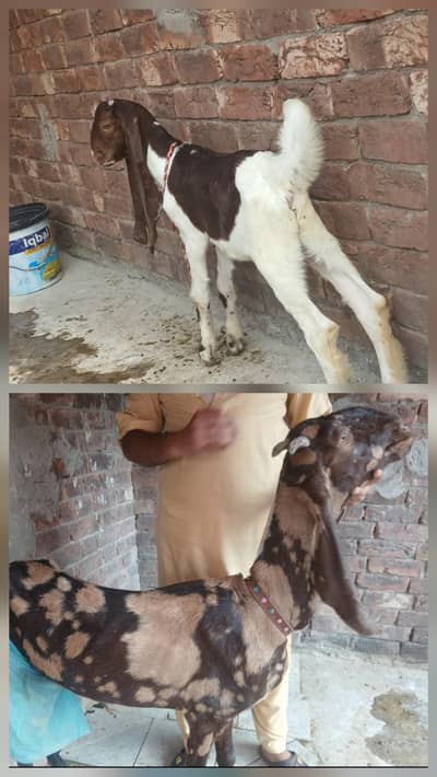 Pure Bettel Bakri with Male Kid