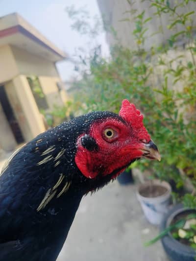 aseel pair available for sale