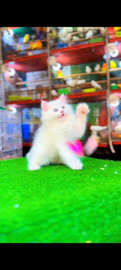 Persian cat for sale male or female vaccinated