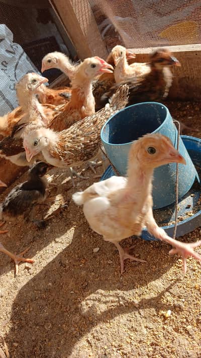 golden misri chicks for sale
