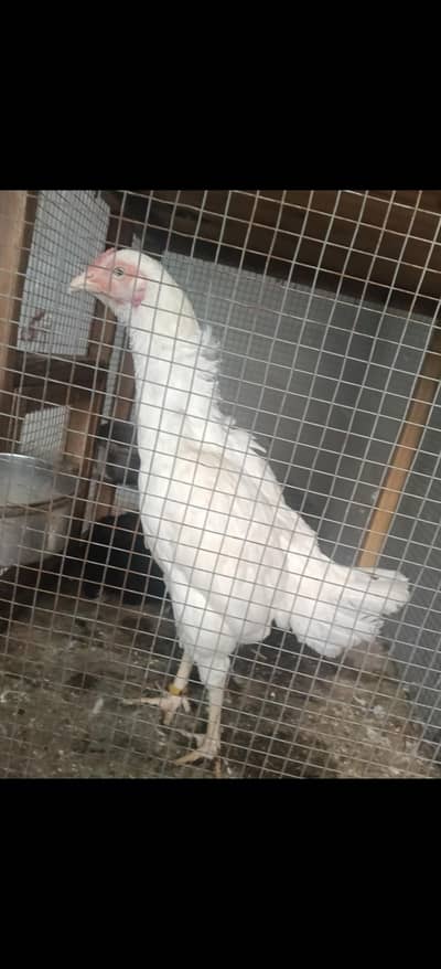 2 breeder female egg lying 03261456378