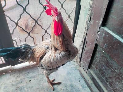 hens for sale
