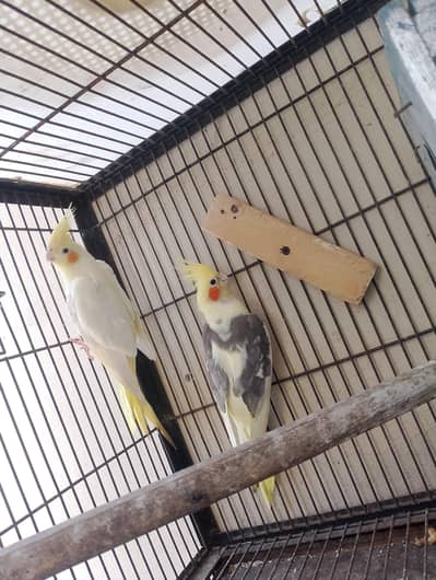 cocktail breeder pair