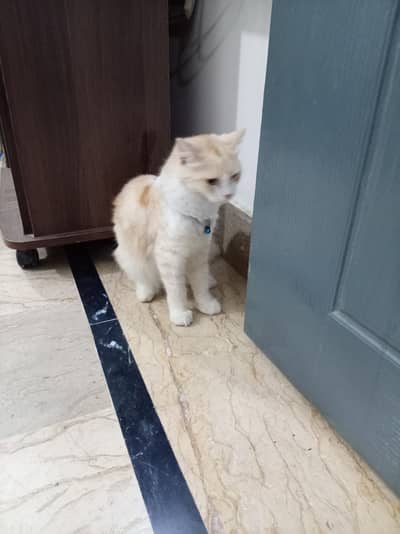 pure breed urgent sale