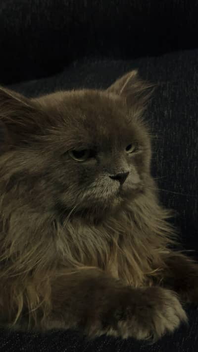 Sybarian grey cat