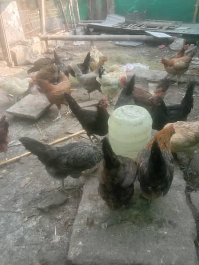 golden dasi murgia sale