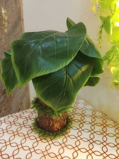 beautiful and elegant plants