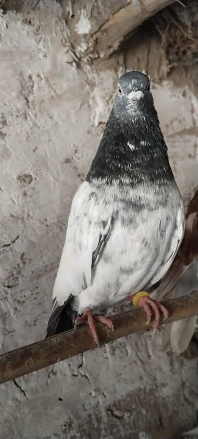 breeder Male