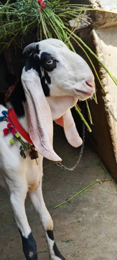 goats for sell