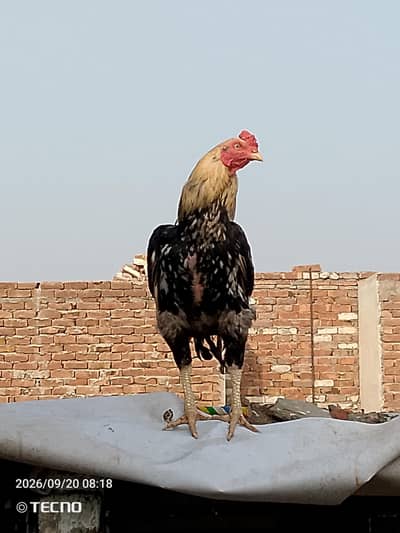 Aseel best quality 03040585452