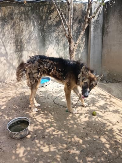 healthy and Active bakherwal puppy for sale