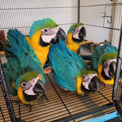 blue Macau parrot chicks for sale 0322/7457/650