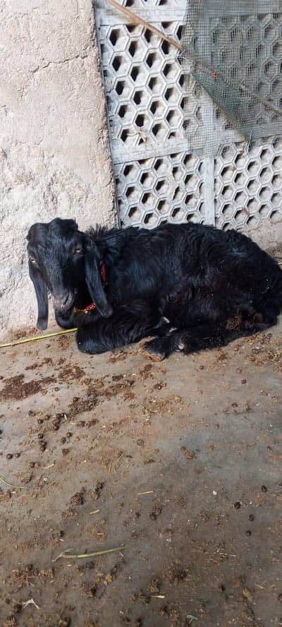 goats for sell
