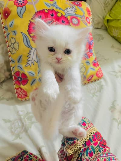 kittens for sale