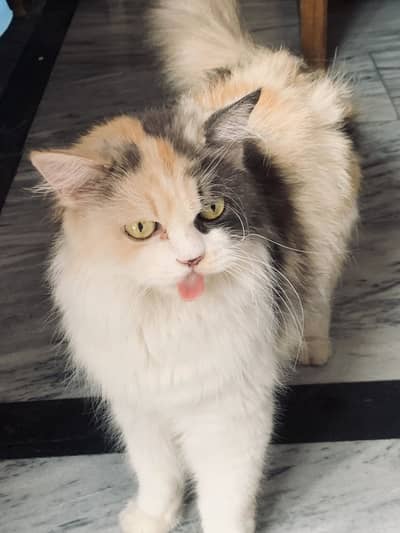 PERSIAN FEMALE CAT FOR SALE