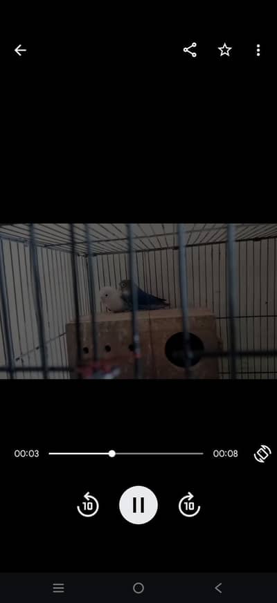 love birds pair for sale