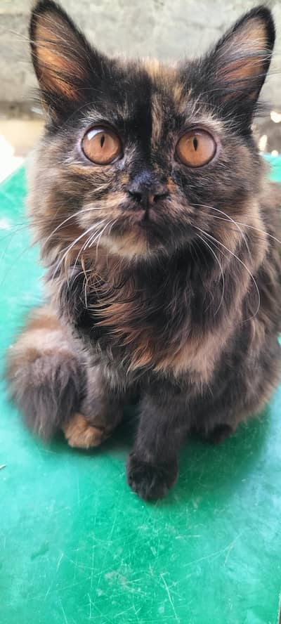 two female persian tortoiseshell cats