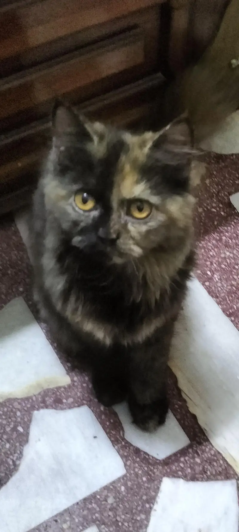 two female persian tortoiseshell cats — photo 2