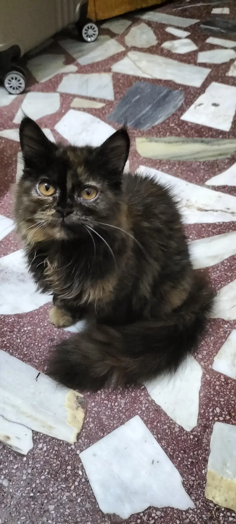 two female persian tortoiseshell cats — photo 3