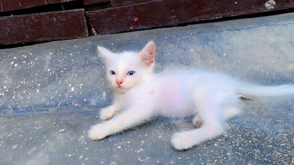 cute cat 0
