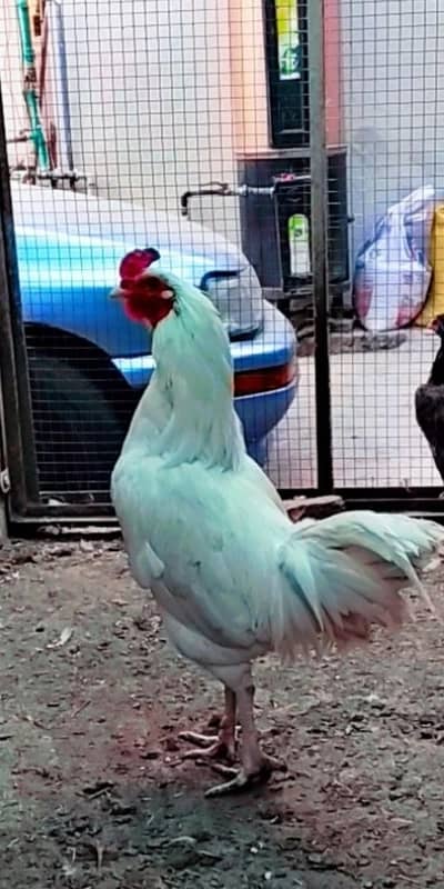 white desi murga