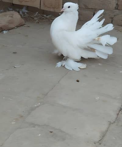 2 male ha 1 white hera dosra Chita male